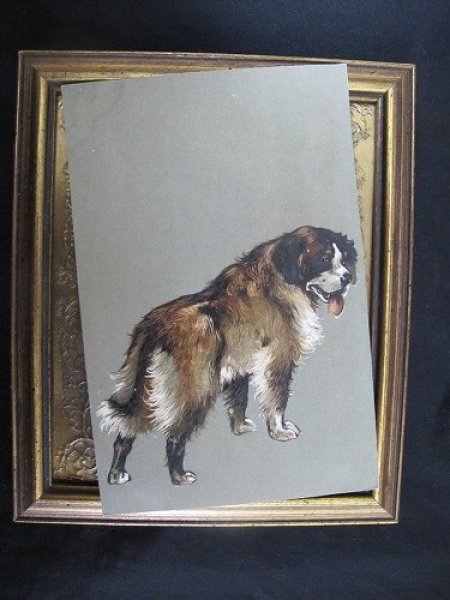 画像2: Postcard 犬 セントバーナード系 1900年頃 未使用 (2)