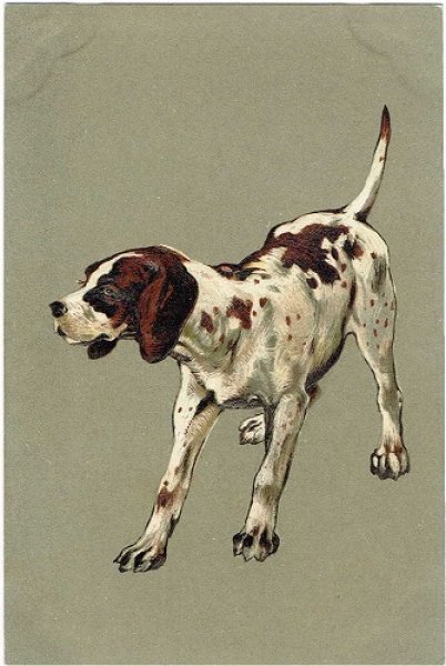 画像1: Postcard 犬　ポインター系　猟犬　1900年頃　未使用 (1)