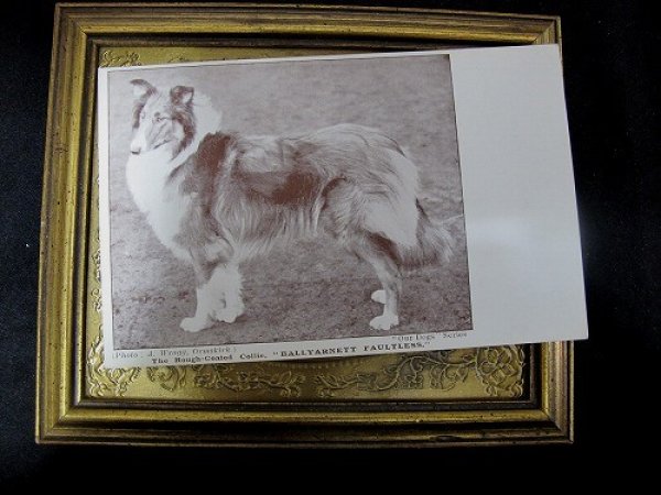 画像2: Postcard   ラフコーテッド コリー犬 1910年代頃 未使用 (2)
