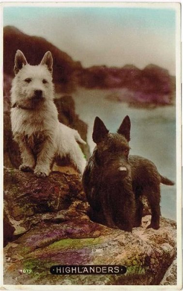 画像1: Postcard  　HIGHLANDERS スコティッシュテリア犬　 (1)