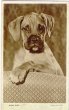 画像1: Postcard   ボクサー犬の子犬　未使用 (1)