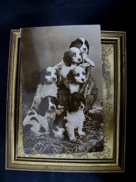 画像2: Postcard   6匹のスパニエル犬の子犬 1915年 (2)