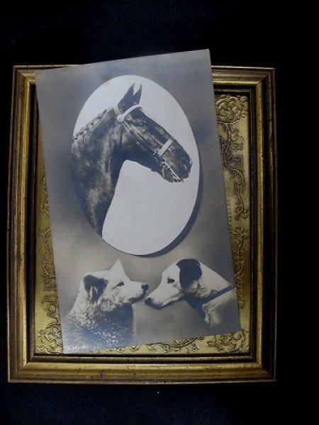画像2: Postcard   馬と犬 1913年 (2)