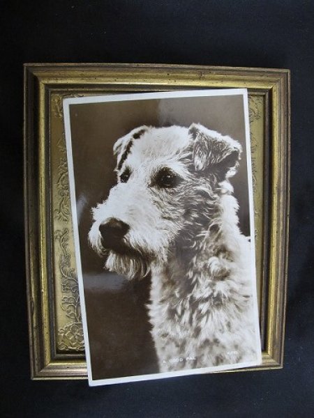 画像2: Postcard  テリア犬 1956年 (2)