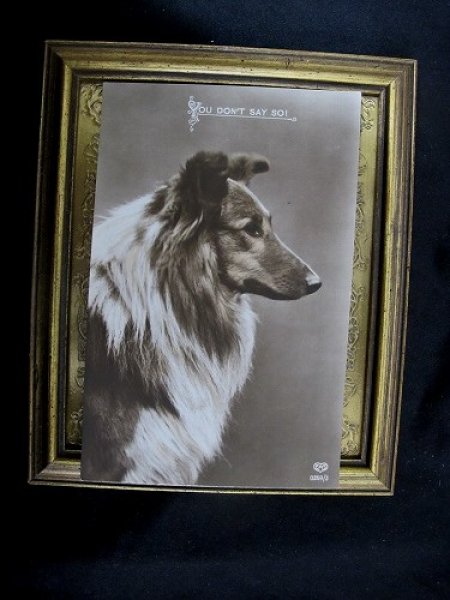 画像2: Postcard   コリー犬 1910年代 未使用 (2)