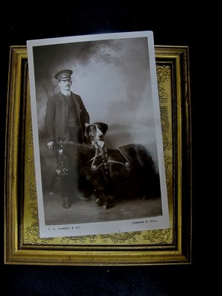 画像2: Postcard   ミニチュアホースと大型犬 1910年代　未使用 (2)