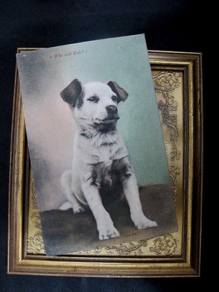画像2: Postcard   ジャックラッセルテリア犬 1906年 (2)