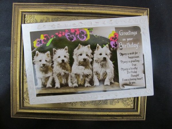 画像2: Postcard   4匹のスコティッシュテリア犬 ウエスティ (2)