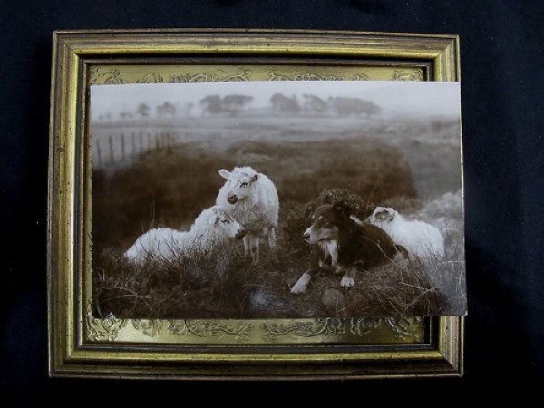 画像2: Postcard   羊と牧羊犬 シープドッグ 1923年 (2)
