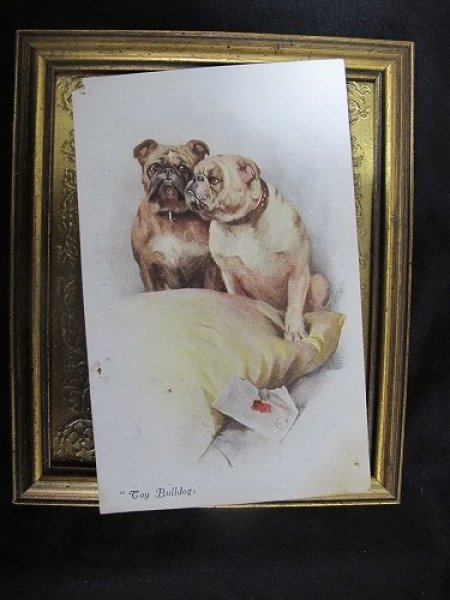 画像2: Postcard  トイ・ブルドッグ犬 未使用 1910年代頃 (2)