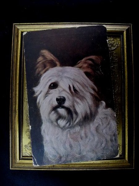 画像2: Postcard  長毛の犬 1906年頃 (2)