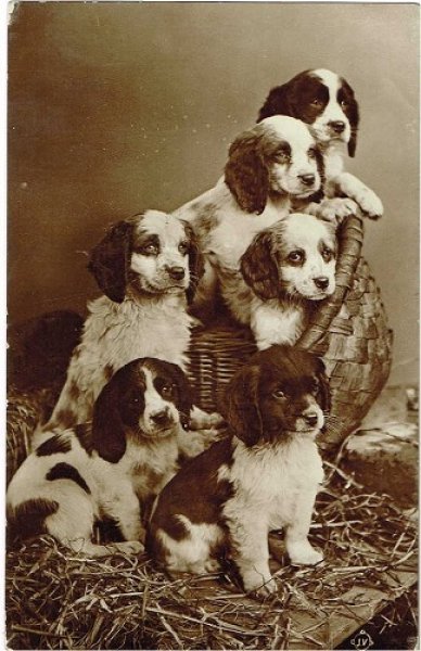 画像1: Postcard  　6匹のスパニエル犬の子犬　1915年 (1)