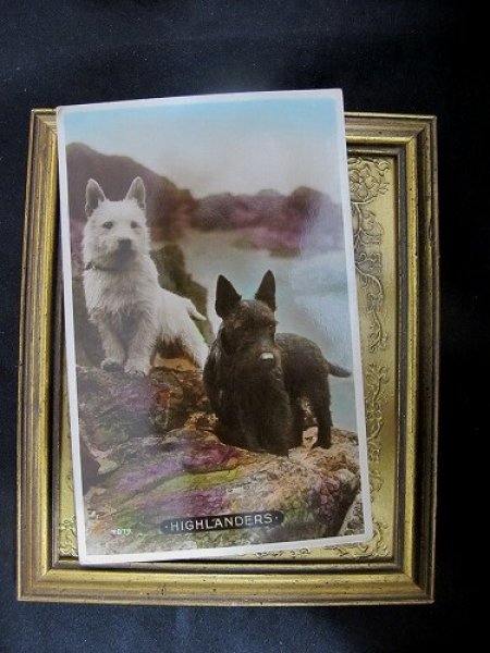 画像2: Postcard   HIGHLANDERS スコティッシュテリア犬  (2)