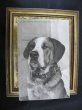 画像2: Postcard  　スイス　セントバーナード犬　1910年代頃 (2)