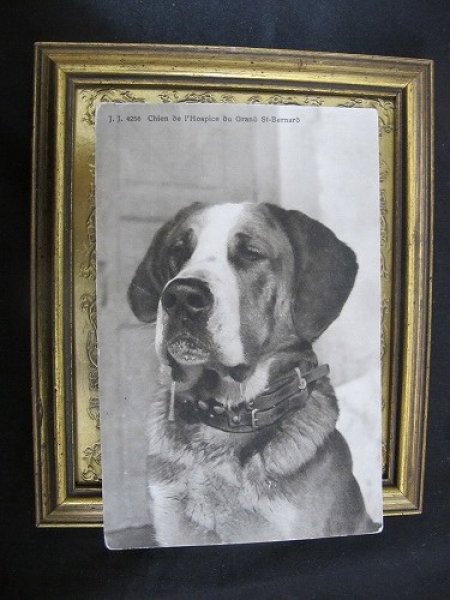 画像2: Postcard   スイス セントバーナード犬 1910年代頃 (2)