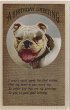 画像1: Postcard 　イングリッシュブルドッグ犬　1910年 (1)