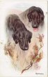 画像1: Postcard 　ラブラドール・レトリバー犬　黒ラブ 未使用 1910年代頃 (1)