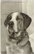 画像1: Postcard  　スイス　セントバーナード犬　1910年代頃 (1)