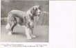 画像1: Postcard 　セントバーナード犬　1910年代頃　未使用 (1)