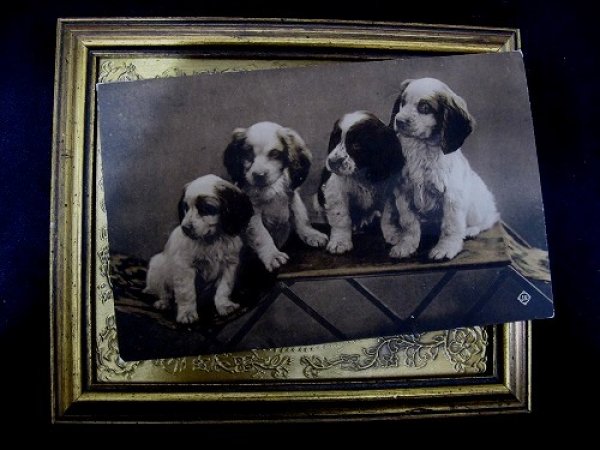 画像2: Postcard  スパニエル犬の子犬 1913年 (2)