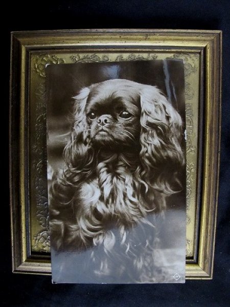 画像2: Postcard  ペキニーズ犬 1910年代頃 (2)