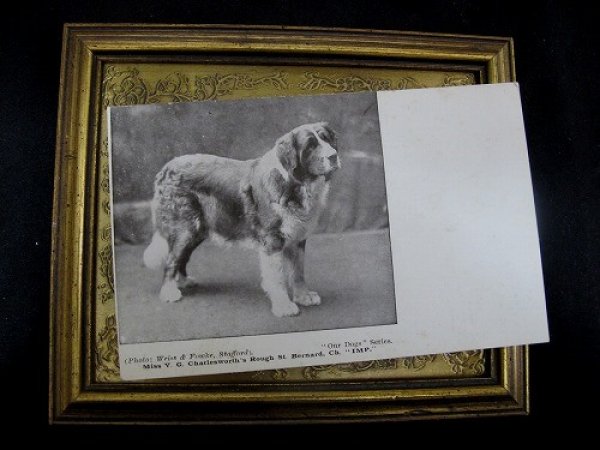 画像2: Postcard  セントバーナード犬 1910年代頃 未使用 (2)