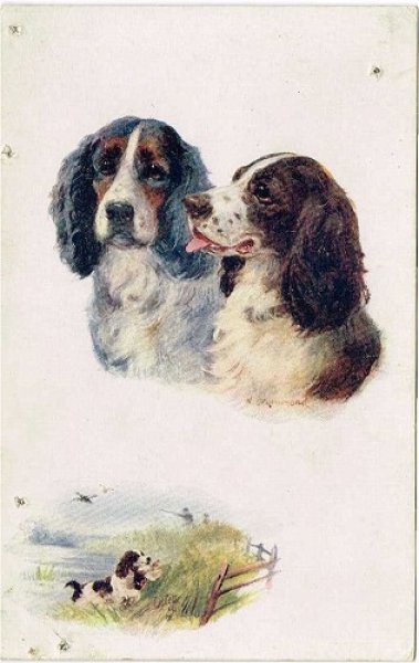 画像1: Postcard 　イングリッシュ・スプリンガー・スパニエル犬 未使用 1910年代頃 (1)