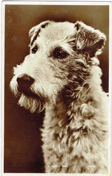 画像1: Postcard 　テリア犬　1956年 (1)