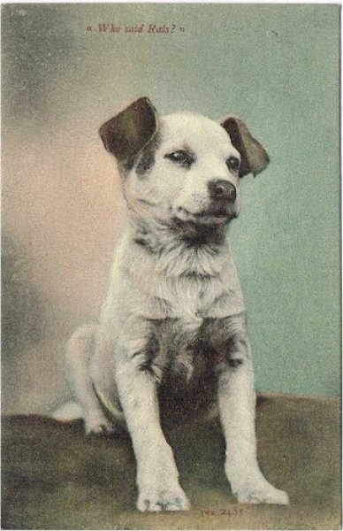 画像1: Postcard  　ジャックラッセルテリア犬　1906年 (1)