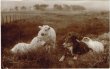 画像1: Postcard   羊と牧羊犬　シープドッグ　1923年 (1)