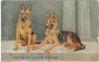 画像1: Postcard 2匹のジャーマンシェパード犬　1910年代頃 (1)