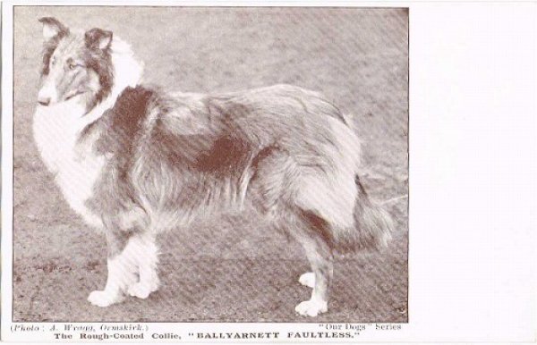画像1: Postcard   ラフコーテッド　コリー犬　1910年代頃　未使用 (1)