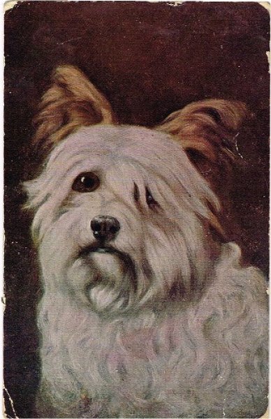 画像1: Postcard 　長毛の犬　1906年頃 (1)