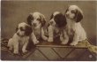画像1: Postcard 　スパニエル犬の子犬　1913年 (1)