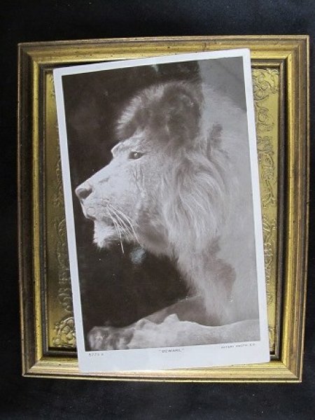 画像2: Postcard ライオン 1911年 (2)