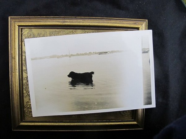 画像2: Postcard  水辺で遊ぶ犬 1936年 (2)