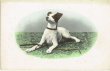 画像1: Postcard  　ジャックラッセルテリア犬　1905年頃　未使用 (1)