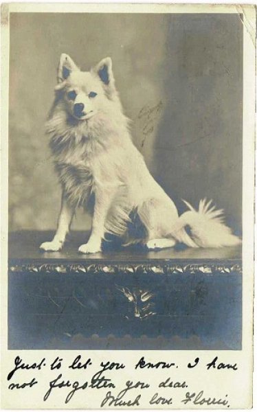画像1: Postcard  　スピッツ犬　1903年 (1)