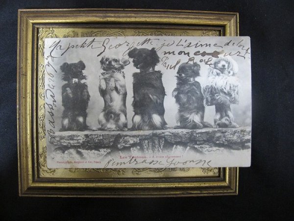 画像2: Postcard  芸をする5匹の犬たち　フランス1902年 (2)