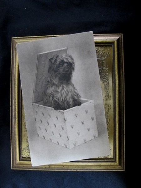 画像2: Postcard  箱の中の犬 ヨークシャーテリア? 未使用 (2)