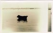画像1: Postcard  水辺で遊ぶ犬　1936年 (1)