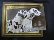 画像2: Postcard  ダルメシアン犬　1934年 (2)