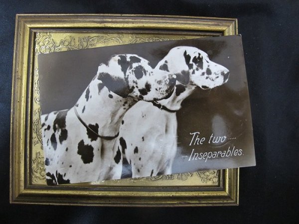画像2: Postcard  ダルメシアン犬 1934年 (2)