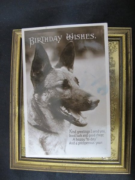 画像2: Postcard  ジャーマンシェパード犬 1926年 (2)