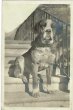 画像1: Postcard  スイス　セントバーナード犬　1929年 (1)