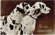 画像1: Postcard  ダルメシアン犬　1934年 (1)