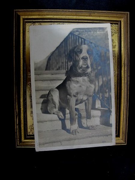画像2: Postcard  スイス セントバーナード犬 1929年 (2)