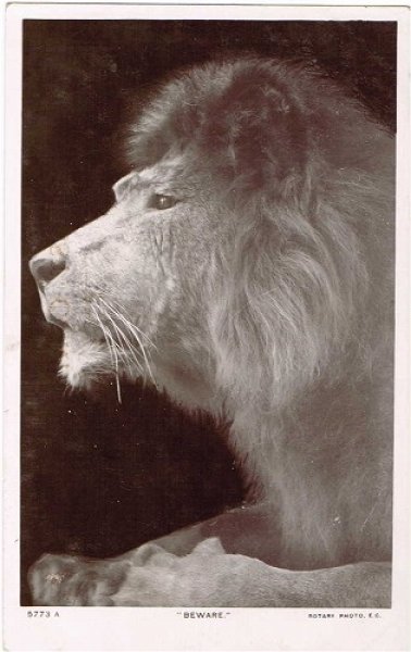 画像1: Postcard ライオン　1911年 (1)