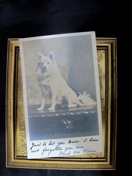 画像2: Postcard   スピッツ犬 1903年 (2)