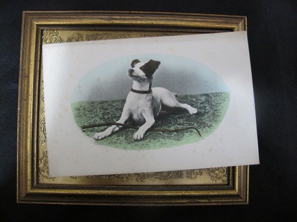 画像2: Postcard   ジャックラッセルテリア犬 1905年頃 未使用 (2)